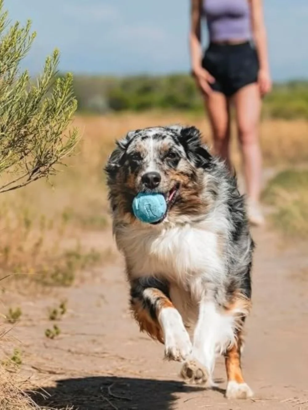 𝗖𝗵𝘂𝗰𝗸𝗶𝘁! 𝗧𝗛𝗘 𝗪𝗛𝗜𝗦𝗧𝗟𝗘𝗥 Ball Dog Toy Blue (Size Medium)